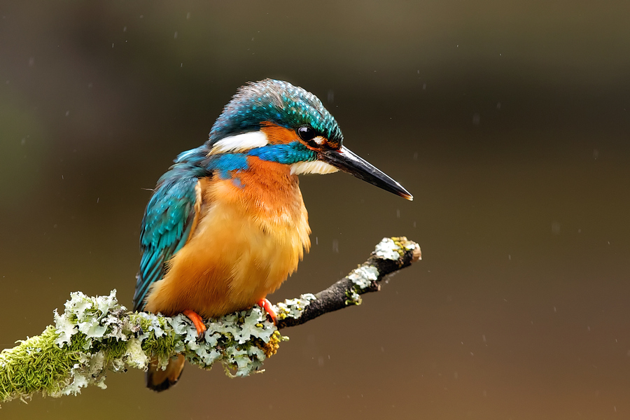 蓝冠翠鸟   作者 mark bridger.jpg