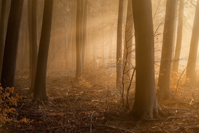 leeacaster1-670x446.jpg