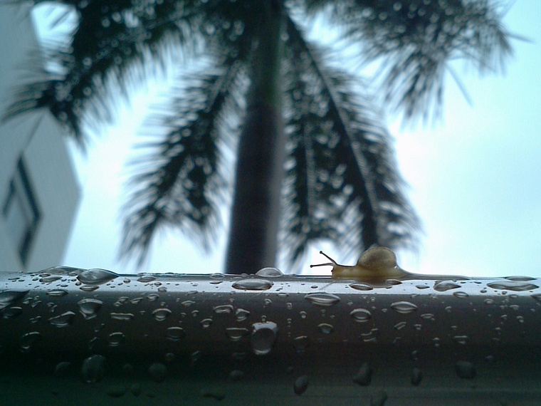 雨后精灵