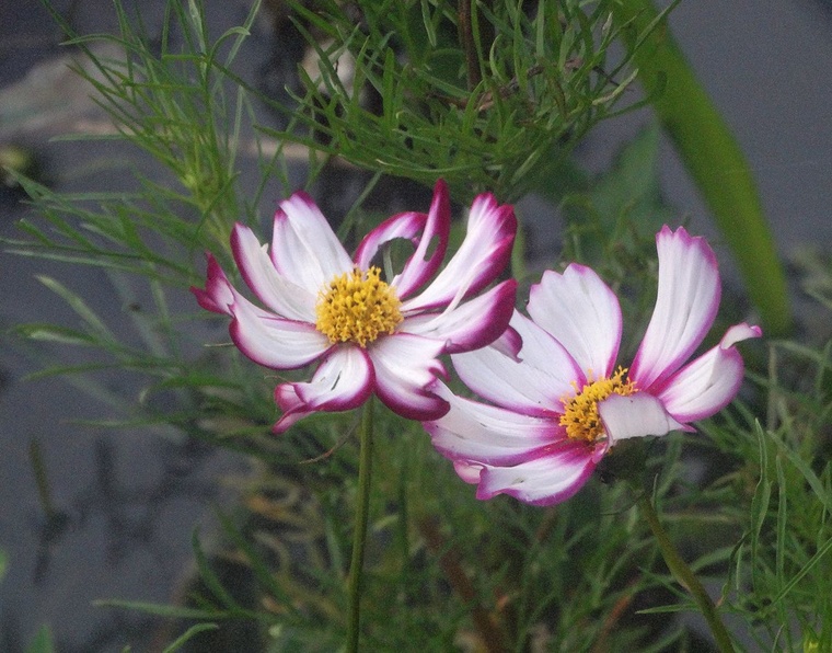 DSC08094_副本.jpg