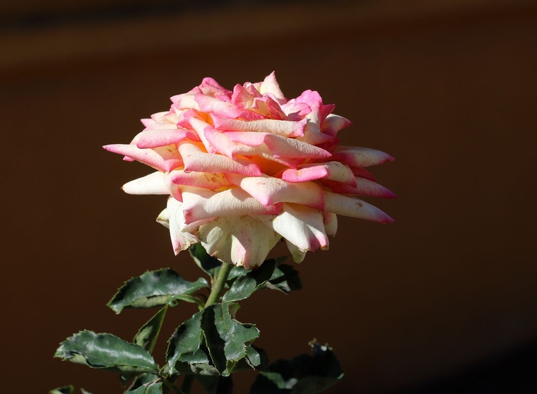 IMG_5189_副本.jpg
