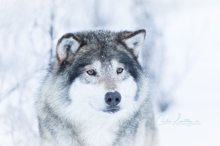 Cecilie-photo23.jpg