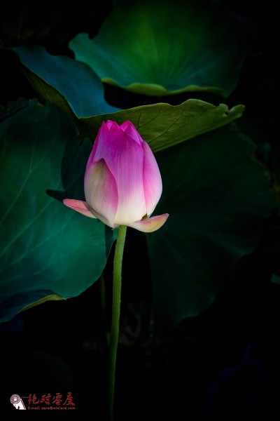 IMG_5684.jpg