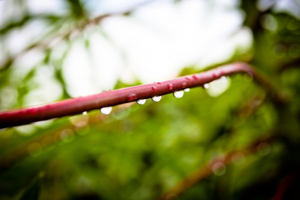 木薯叶子上的雨水