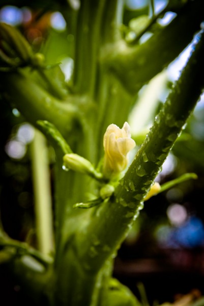 木瓜花