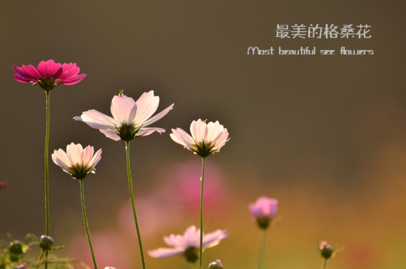 DSC_4039.jpg