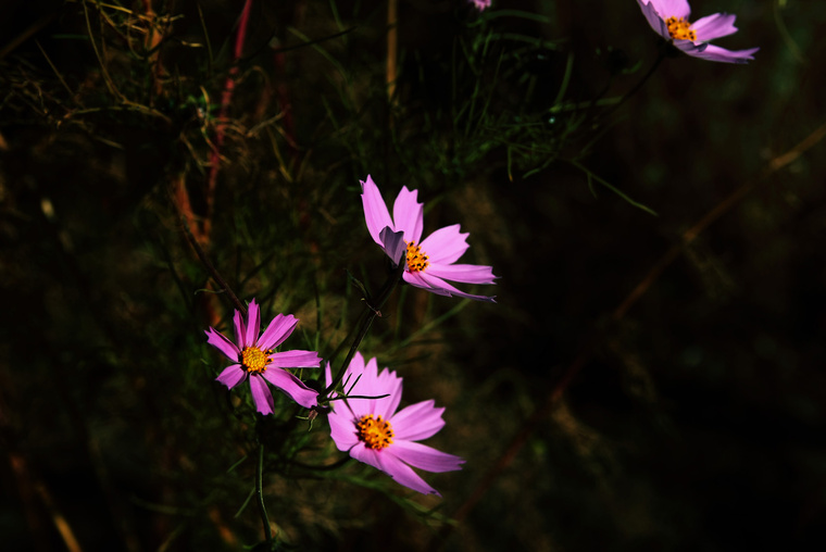 flower-1.jpg