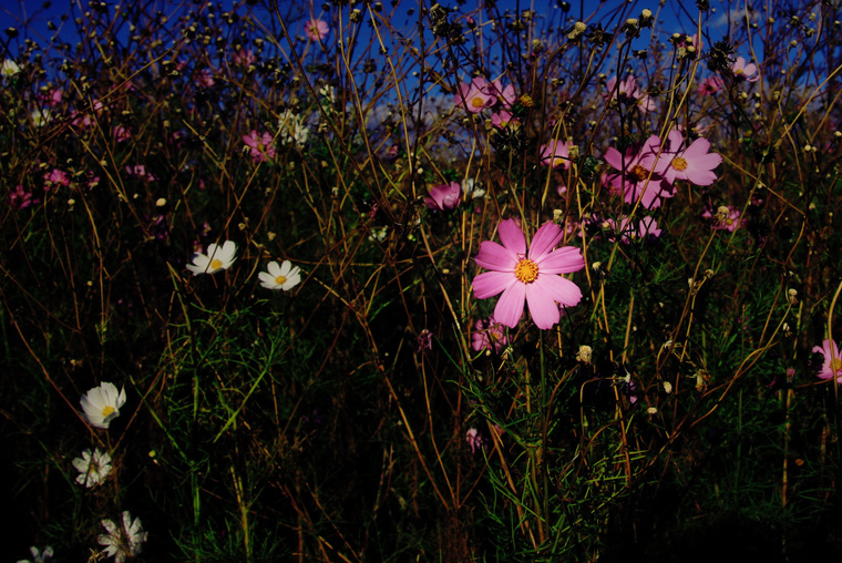 flower-2.jpg