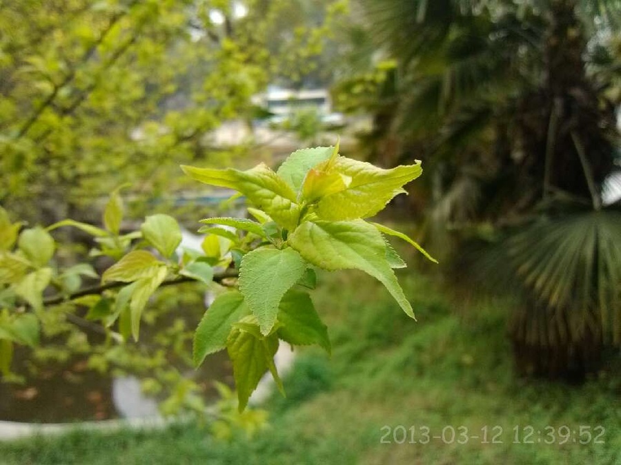 春绿