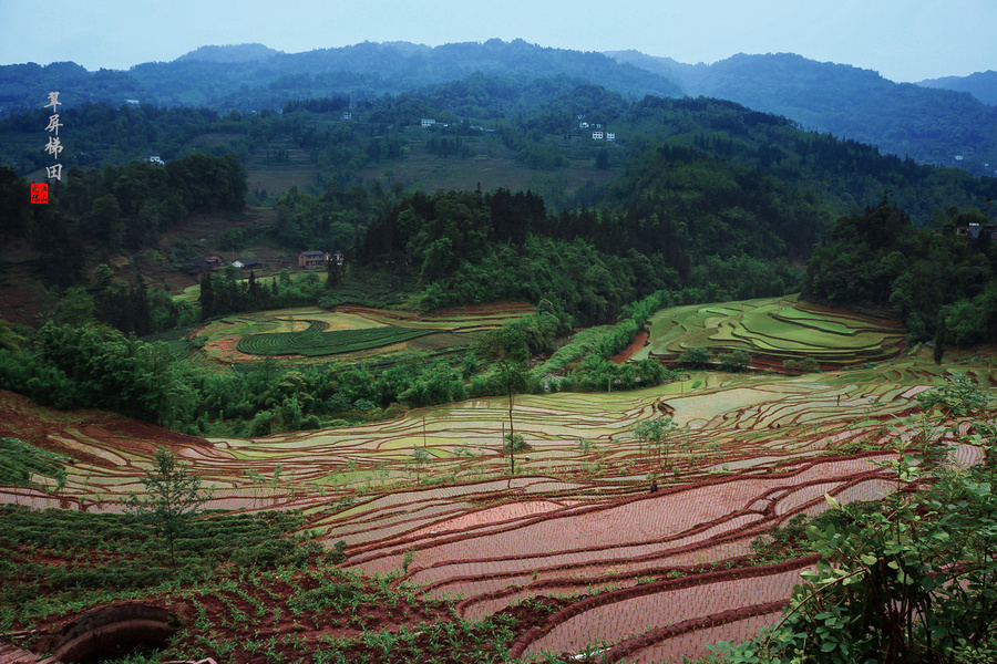 田中茶园