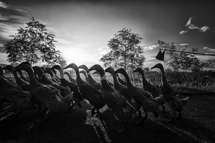 ducks.jpg