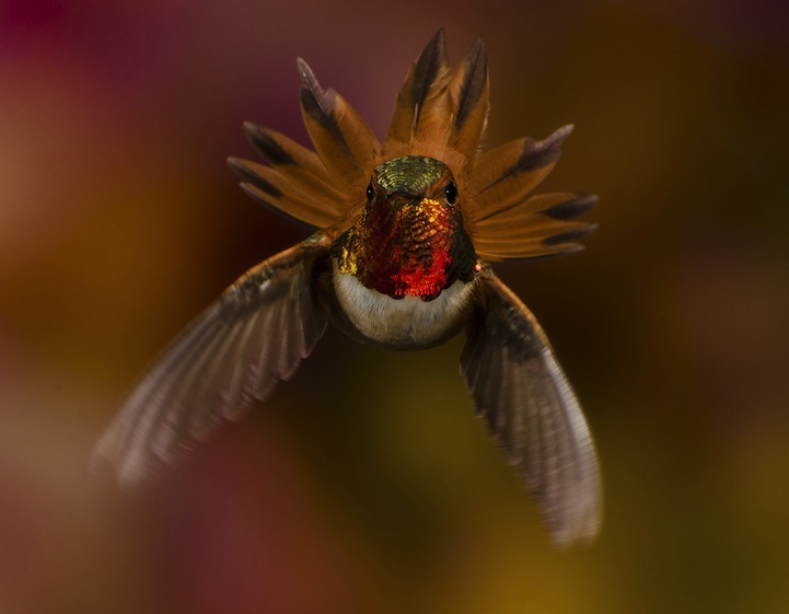 nationalgeographic02.jpg