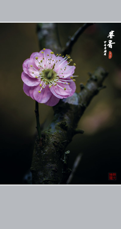 DSC_6597A.jpg